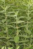 Orangefruit Horse-gentian,Triosteum aurantiacum