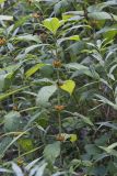 Orangefruit Horse-gentian,Triosteum aurantiacum