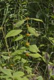 Orangefruit Horse-gentian,Triosteum aurantiacum