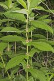 Orangefruit Horse-gentian,Triosteum aurantiacum
