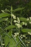 Orchard Grass, Dactylis glomerata