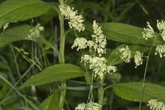 Orchard Grass