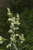 Orchard Grass, Dactylis glomerata