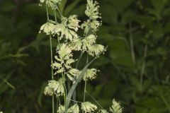 Orchard Grass, Dactylis glomerata