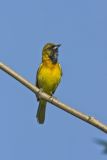 Orchard Oriole, Icterus spurius
