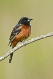 Orchard Oriole, Icterus spurius