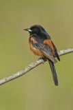 Orchard Oriole, Icterus spurius