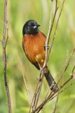 Orchard Oriole, Icterus spurius