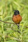 Orchard Oriole, Icterus spurius