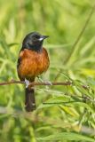 Orchard Oriole, Icterus spurius