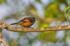Orchard Oriole, Icterus spurius