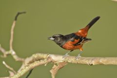 Orchard Oriole, Icterus spurius