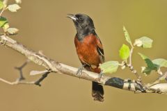 Orchard Oriole, Icterus spurius