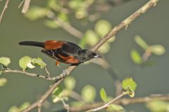 Orchard Oriole, Icterus spurius