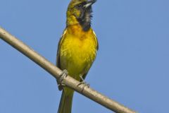 Orchard Oriole, Icterus spurius