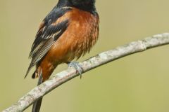 Orchard Oriole, Icterus spurius