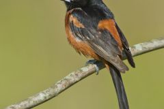 Orchard Oriole, Icterus spurius