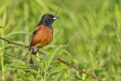 Orchard Oriole, Icterus spurius