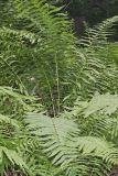 Cinnamon Fern, Osmundastrum cinnamomeum