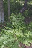 Cinnamon Fern, Osmundastrum cinnamomeum