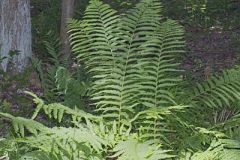 Cinnamon Fern