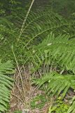 Cinnamon Fern, Osmundastrum cinnamomeum
