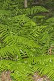 Cinnamon Fern, Osmundastrum cinnamomeum