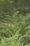 Cinnamon Fern, Osmundastrum cinnamomeum