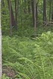 Cinnamon Fern, Osmundastrum cinnamomeum