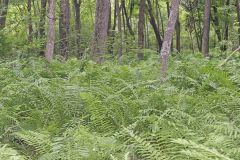 Cinnamon Fern, Osmundastrum cinnamomeum