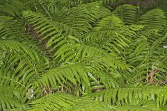 Cinnamon Fern, Osmundastrum cinnamomeum