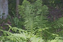 Cinnamon Fern, Osmundastrum cinnamomeum