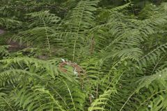 Cinnamon Fern, Osmundastrum cinnamomeum