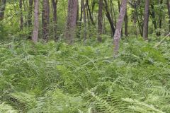 Cinnamon Fern, Osmundastrum cinnamomeum
