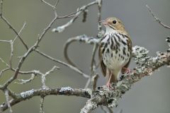 Ovenbird, Seiurus aurocapilla