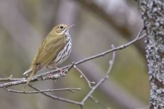 Ovenbird, Seiurus aurocapilla