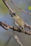 Ovenbird, Seiurus aurocapilla