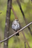 Ovenbird, Seiurus aurocapilla