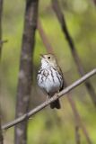 Ovenbird, Seiurus aurocapilla