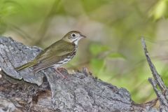 Ovenbird, Seiurus aurocapilla