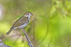Ovenbird, Seiurus aurocapilla