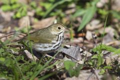 Ovenbird, Seiurus aurocapilla