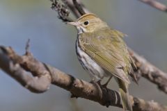 Ovenbird, Seiurus aurocapilla