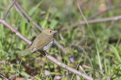 Ovenbird, Seiurus aurocapilla