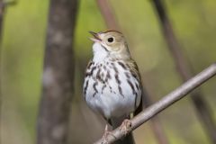 Ovenbird, Seiurus aurocapilla