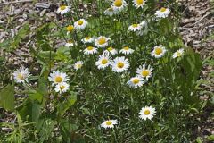 Oxeye Daisy