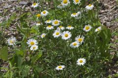 Oxeye Daisy, Leucanthemum vulgare Oxeye Daisy, Leucanthemum vulgare