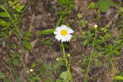 Oxeye Daisy, Leucanthemum vulgare Oxeye Daisy, Leucanthemum vulgare