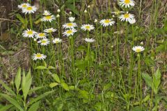 Oxeye Daisy, Leucanthemum vulgare