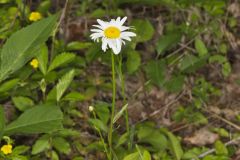 Oxeye Daisy, Leucanthemum vulgare